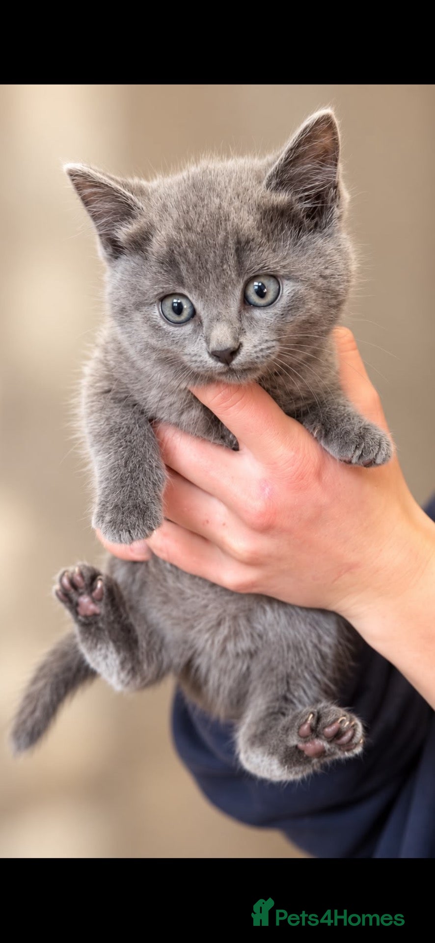 British Shorthair cats for sale: Beautiful British blue females - Advert 17