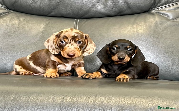Dachshund dogs - Advert 5