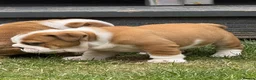 English Bulldog dogs for sale: ⭐️BULLDOG PUPPIES FROM BRITISHGOLD⭐️ - Advert 6
