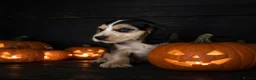 Cocker Spaniel dogs for sale: Beautiful show cocker spaniels ready this weekend - Advert 4