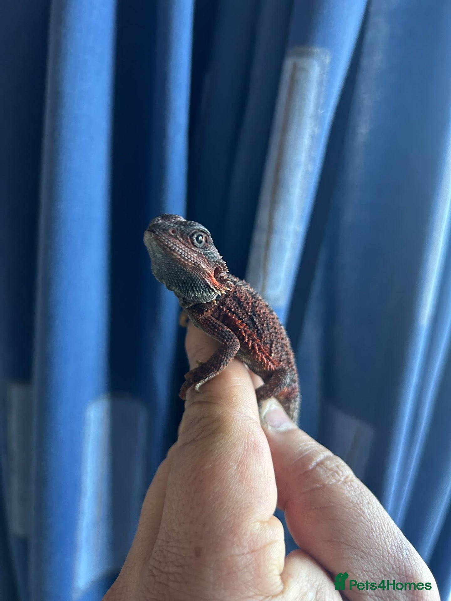 Bearded Dragon reptiles Hypo/translucent bearded dragon  - Advert 2