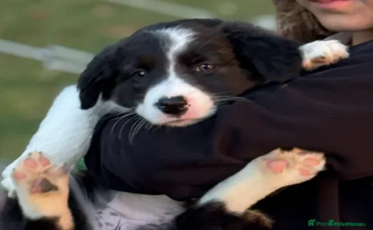 Border Collie dogs - Advert 5