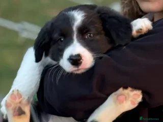 Border Collie dogs - Advert 15