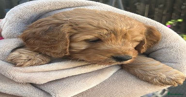 Cockapoo dogs - Advert 6