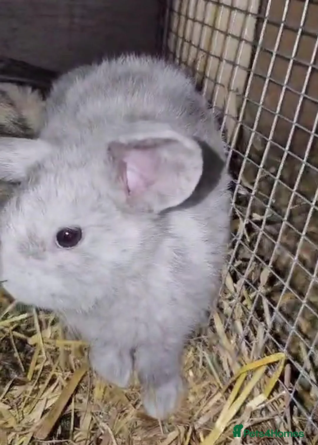 Mixed Breed rabbits for sale: Baby Rabbits for sale - Advert 2
