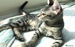 Mixed Breed cats for adoption: JAJA - HEALTHY - BALL OF FUN-INTELLIGENT-NEUTERED  - Image 5