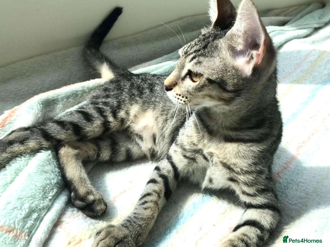 Mixed Breed cats for adoption: JAJA - HEALTHY - BALL OF FUN-INTELLIGENT-NEUTERED  - Image 5