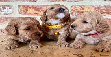 Cavapoo dogs - Advert 14