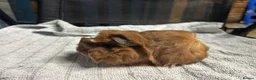 Guinea Pig rodents for sale: beautiful friendly guinea pigs to reserve  - Advert 10
