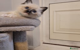 Ragdoll cats for sale: Beautiful Ragdoll kittens - Image 5