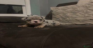 English Bulldog dogs - Advert 10