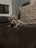 English Bulldog dogs - Advert 10