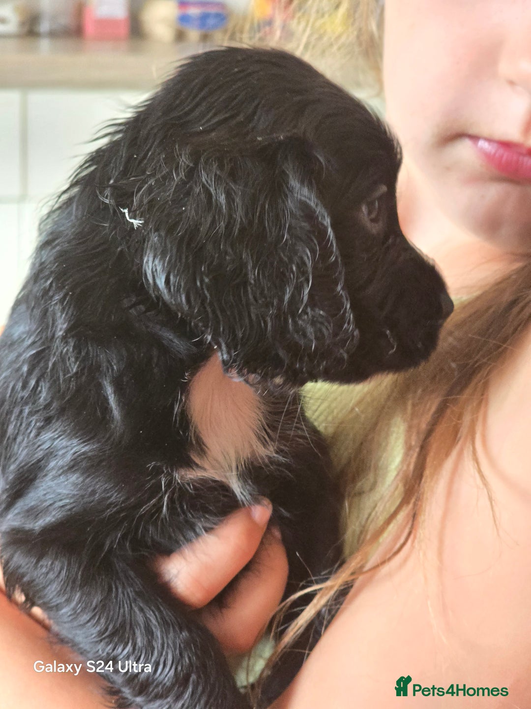 Cocker Spaniel dogs for sale: Cocker spaniel puppies 🐶  - Image 29