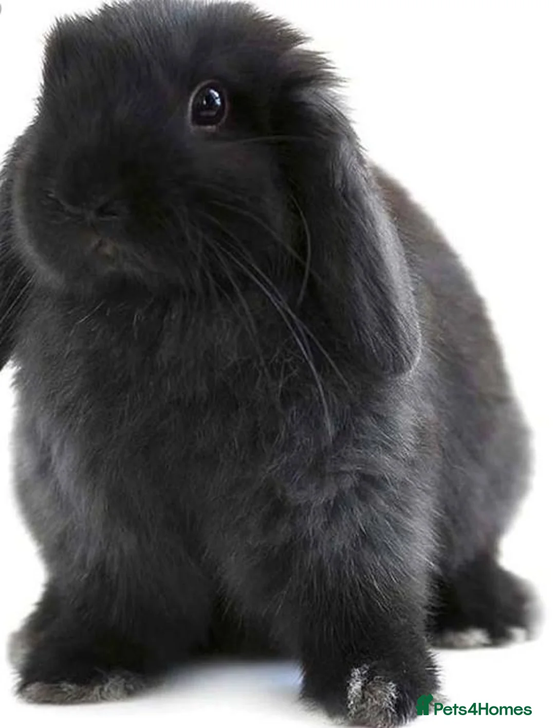 Mixed Breed rabbits for sale: Mini lop black rabbit  in Ipswich - Advert 1