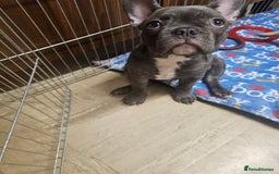 French Bulldog dogs for sale: French Bulldog  - Image 3