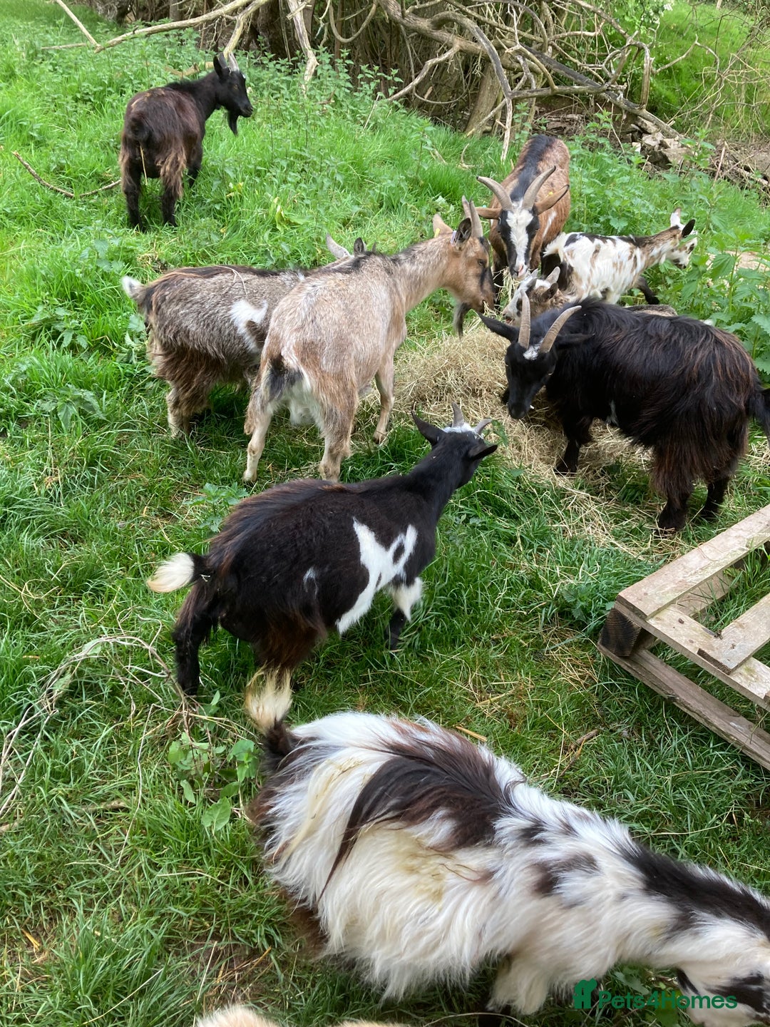 Goats livestock for sale: Gorgeous pigmy goats for sale - Image 17