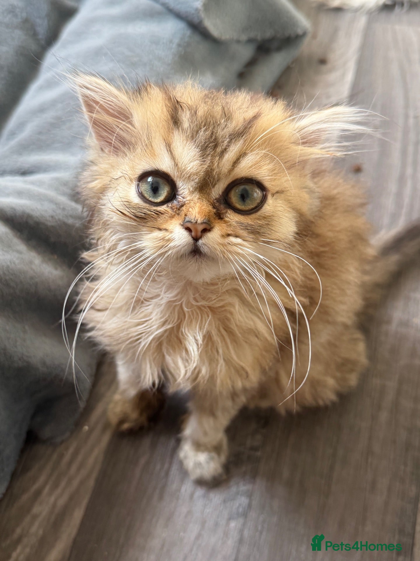 Persian cats Stunning Golden Shaded Persian Kitten🌟Teddy Bear - Advert 1