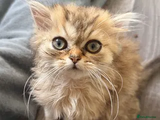 Persian cats Stunning Golden Shaded Persian Kitten🌟Teddy Bear - Advert 1