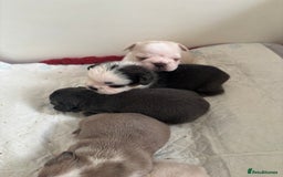 French Bulldog dogs for sale: Kc registered French bulldogs  - Image 8