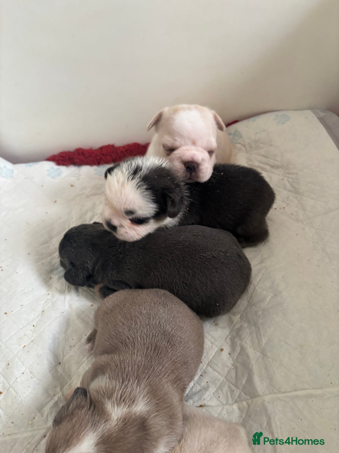 French Bulldog dogs for sale: Kc registered French bulldogs  - Image 8