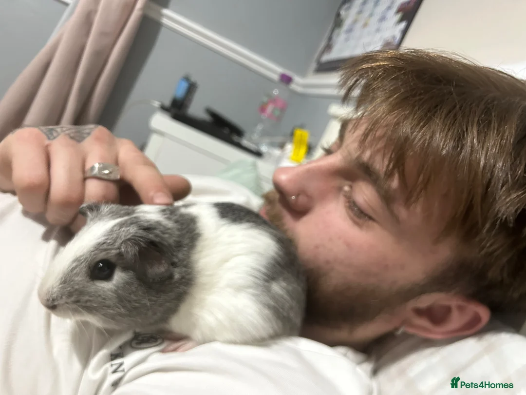 Guinea Pig rodents for sale: Two males for sale  - Advert 2