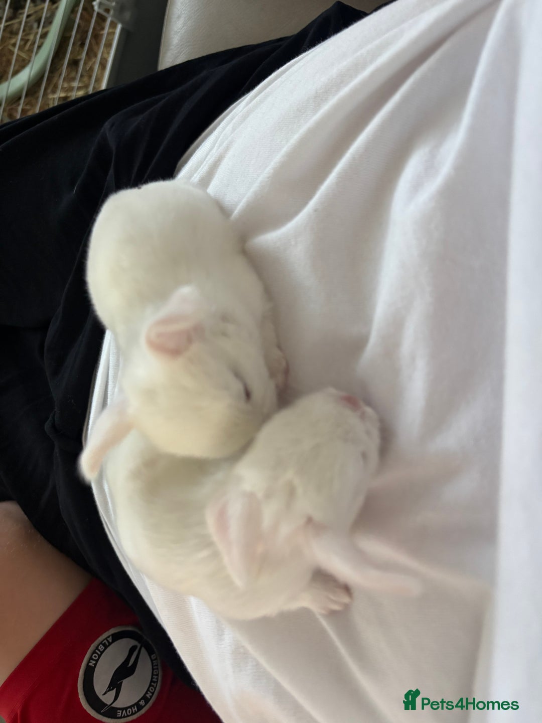 Dwarf Lop rabbits for sale: Baby bunnies - Image 10