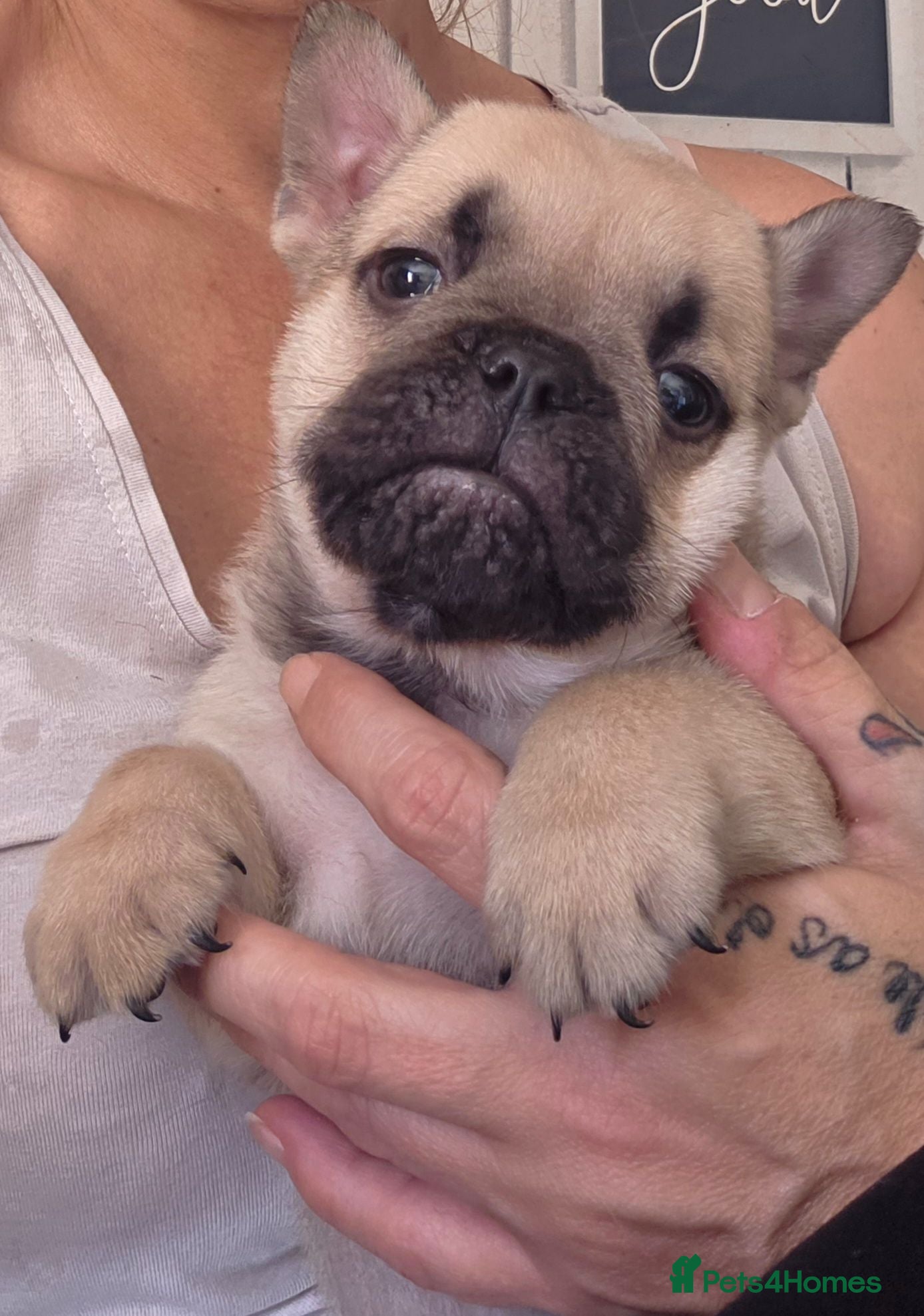Mixed Breed dogs English Bull Chows - Advert 1