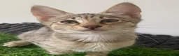 Savannah cats for sale: Savannah PED’G kitten last light bst girl F5SBT - Advert 6
