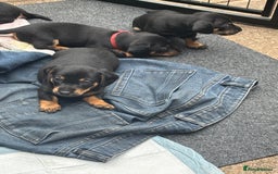 Mixed Breed dogs for sale: Jack Russell x Dachshund - Image 13