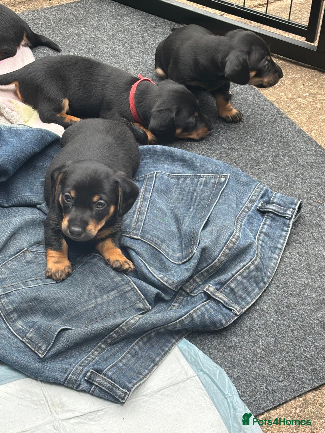 Mixed Breed dogs for sale: Jack Russell x Dachshund - Image 13