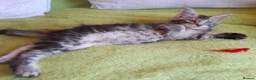 Maine Coon cats for sale: Gorgeous TICA silver Euro poly/non poly Active/pet - Advert 10