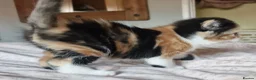 Exotic cats for sale: Exotic cross kitten for sale - Advert 3