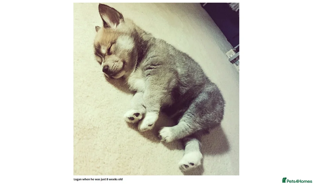 Pomsky dogs for stud: Pomsky for STUD Beautiful Husky markings in Sittingbourne - Advert 11