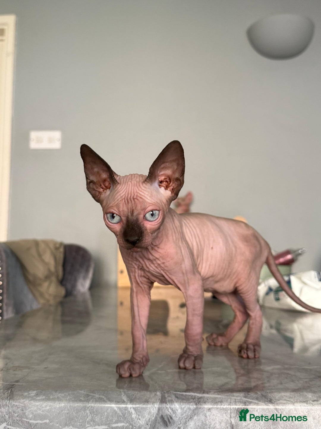 Sphynx cats for sale: Beautiful Sphynx Kittens Available  - Image 15