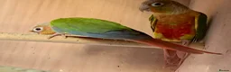 Conures birds for sale: Proven breeding pair of pine apple conures  - Advert 2