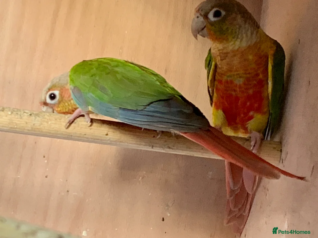 Conures birds for sale: Proven breeding pair of pine apple conures  - Advert 2
