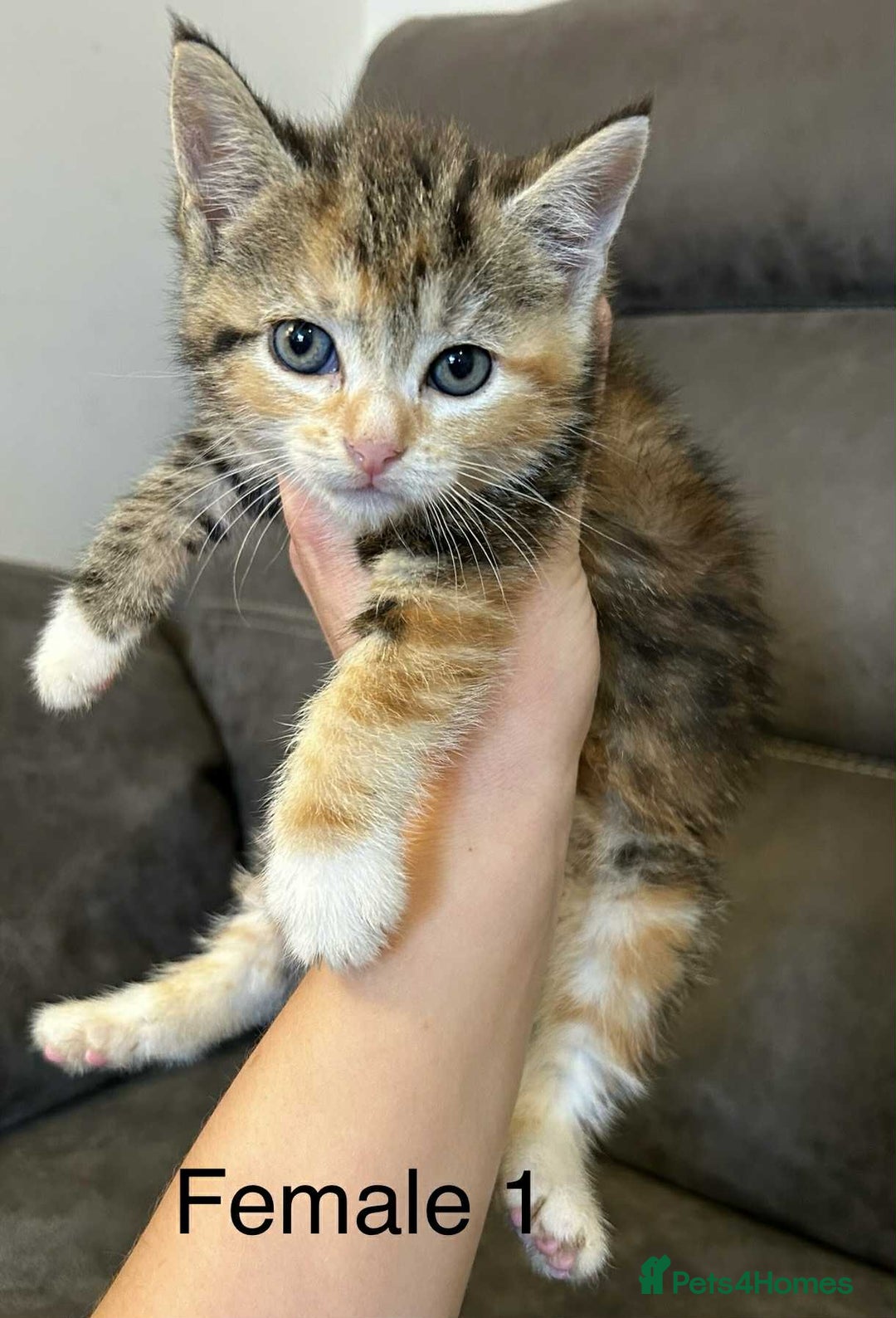 British Shorthair cats for sale: Stunning kittens available  - Image 3