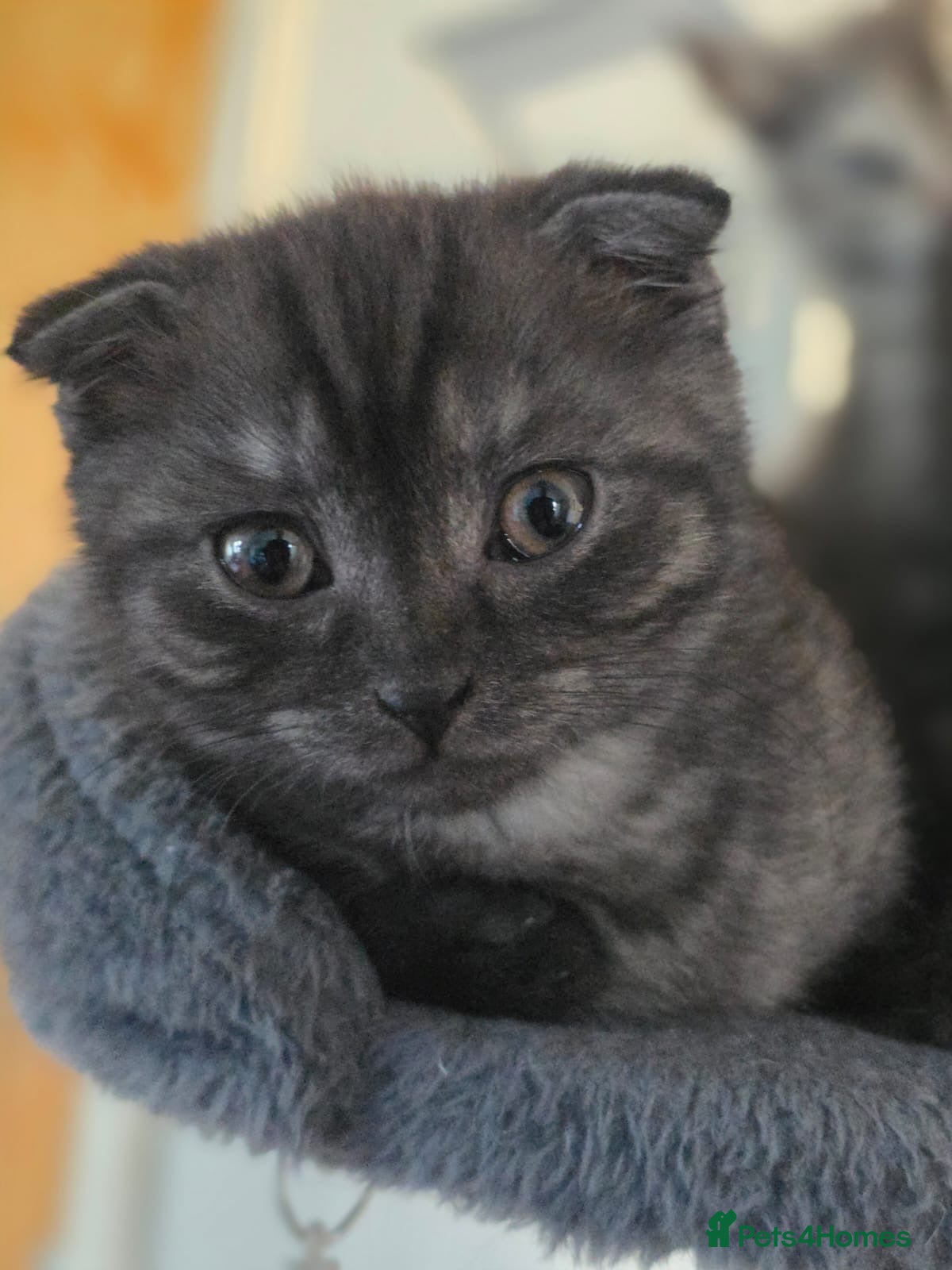 Scottish Fold cats Unique Smoke Scottish folds/straights - Advert 8
