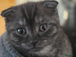 Scottish Fold cats Unique Smoke Scottish folds/straights - Advert 7