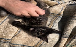 Maine Coon cats for sale: Xl mainecoon kittens full breed non reg  - Image 24