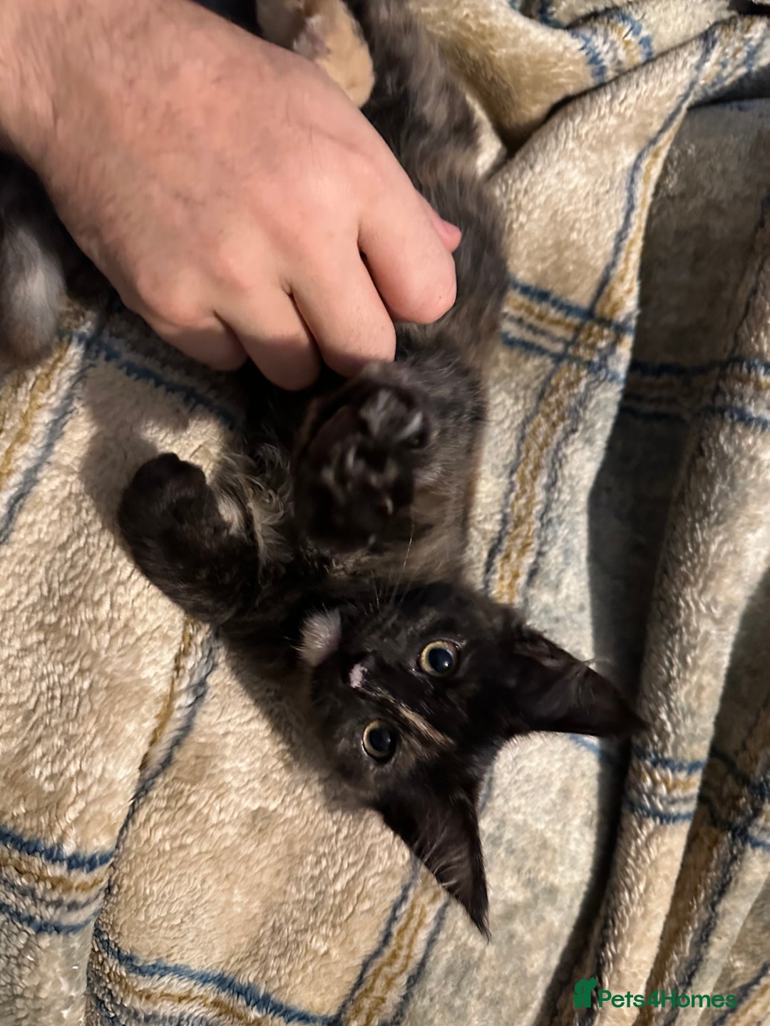 Maine Coon cats for sale: Xl mainecoon kittens full breed non reg  - Image 24