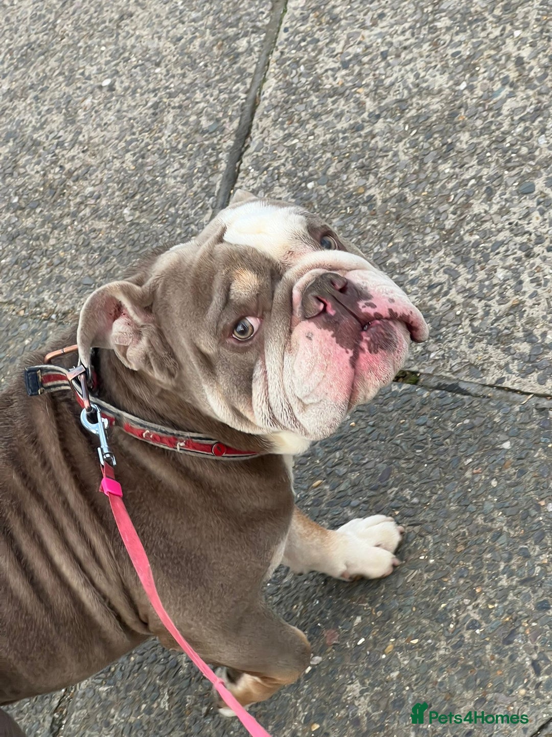 English Bulldog dogs for sale: Roofus - the most amazing boy - Image 3