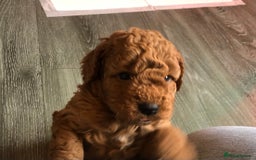 Cockapoo dogs for sale: Stunning cockapoo boys for sale  - Image 9