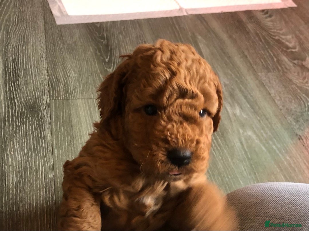 Cockapoo dogs for sale: Stunning cockapoo boys for sale  - Image 9