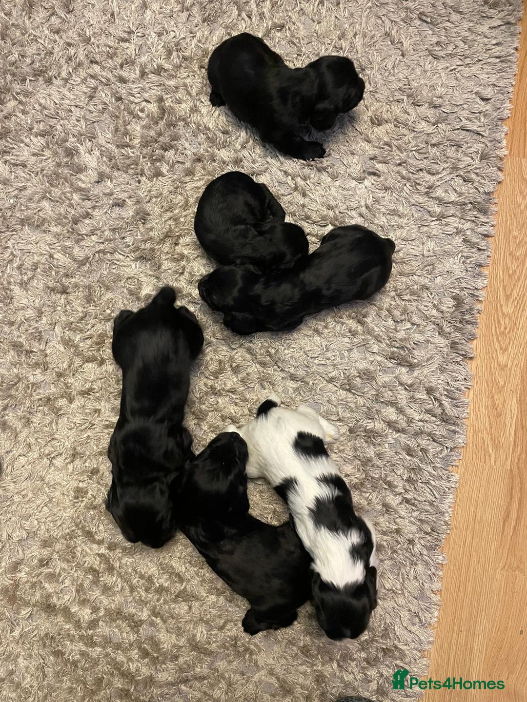 Cocker Spaniel dogs for sale: Cocker Spaniel  - Advert 14