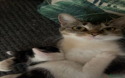 American Shorthair cats for sale: Cat for sale - Image 3
