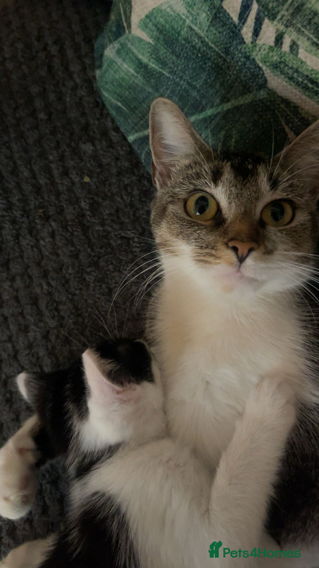 American Shorthair cats for sale: Cat for sale - Image 3