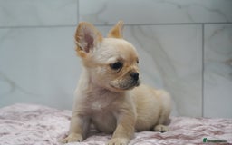 French Bulldog dogs for sale: Exceptional KC Fluffy French Bulldog Puppies - Image 4
