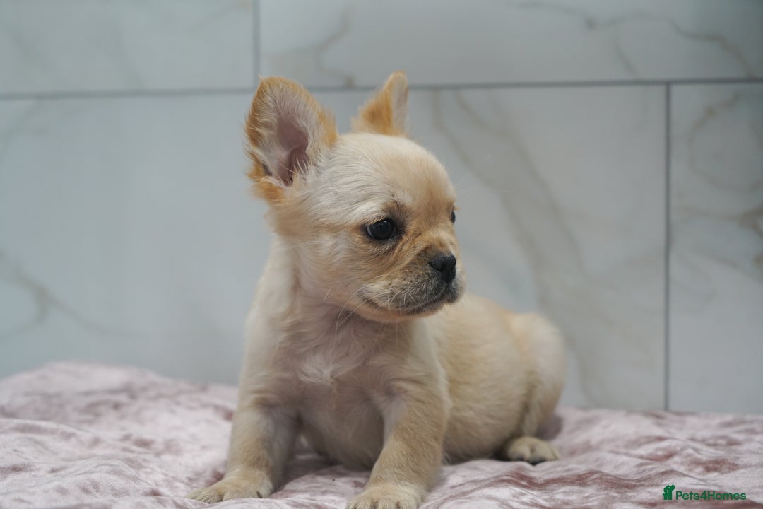 French Bulldog dogs for sale: Exceptional KC Fluffy French Bulldog Puppies - Image 4