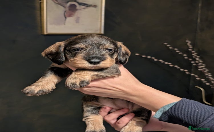 Dachshund dogs - Advert 4